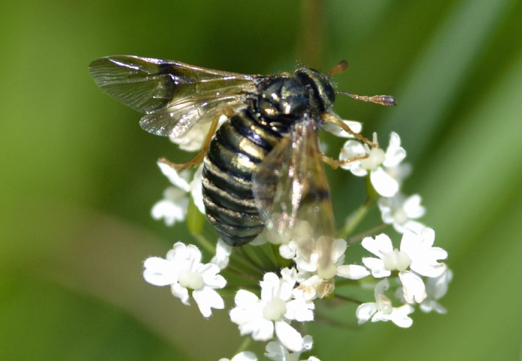 Abia sericea? no, candens